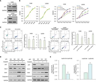 p53 inhibits CTR1-mediated cisplatin absorption by suppressing SP1 nuclear translocation in osteosarcoma